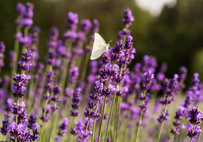 Lavander